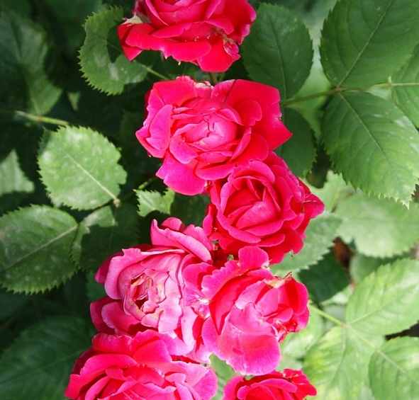 Роза 'Александр Маккензи' (парковая, шраб) (красная)